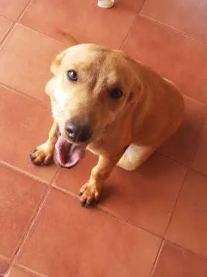 Cachorro ra a SRD idade  nome Lindas cadelinhas