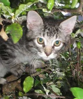 Gato ra a SRD idade 2 a 6 meses nome Pablo