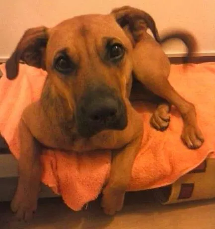 Cachorro ra a  idade 1 ano nome sem nome