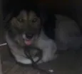 Toby
