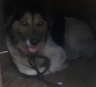 Cachorro ra a vira lata idade 4 anos nome Toby