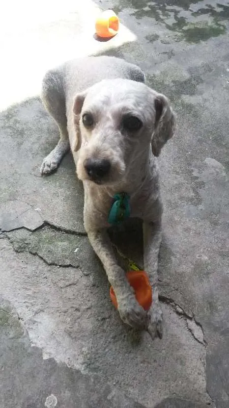 Cachorro raça Pudlle idade 6 ou mais anos nome Bob