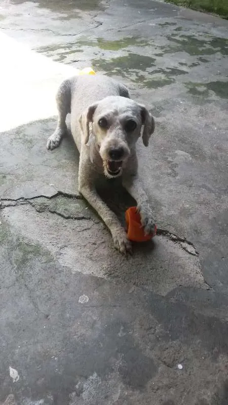 Cachorro raça Pudlle idade 6 ou mais anos nome Bob