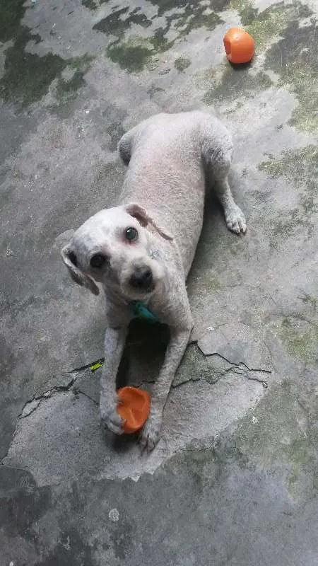 Cachorro raça Pudlle idade 6 ou mais anos nome Bob