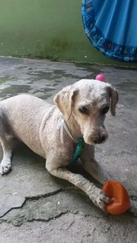 Cachorro raça Pudlle idade 6 ou mais anos nome Bob