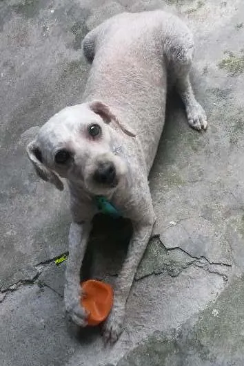 Cachorro raça Pudlle idade 6 ou mais anos nome Bob