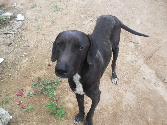 Cachorro raça misturado idade 3 anos nome não sei, não são meus