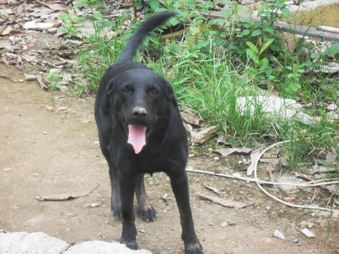 Cachorro raça misturado idade 3 anos nome não sei, não são meus