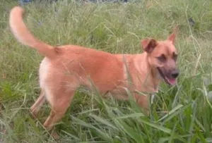 Cachorro raça Sem raça definida idade 7 a 11 meses nome Caramelo