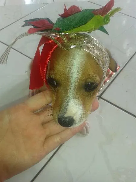 Cachorro ra a SRD idade 2 a 6 meses nome Lessa