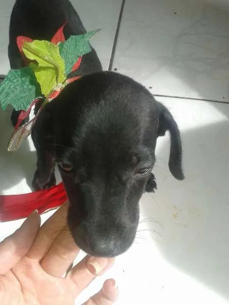 Cachorro ra a SRD idade 2 a 6 meses nome Lessa