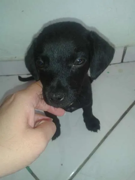 Cachorro ra a SRD idade 2 a 6 meses nome Lessa
