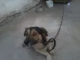 Toby
