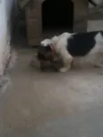 Toby