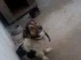 Toby