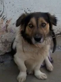Cachorro ra a vira lata idade 4 anos nome Toby