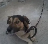 Cachorro ra a vira lata idade 4 anos nome Toby