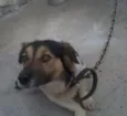 Toby