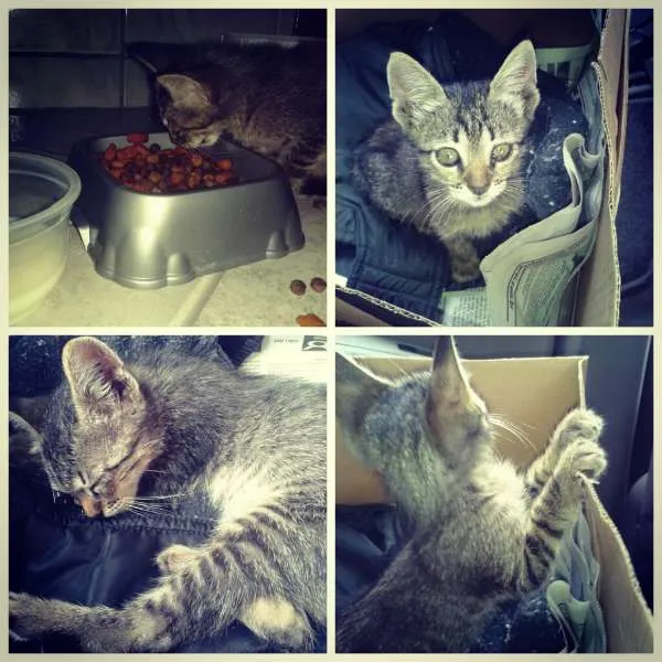 Gato ra a Pixie-bob idade 2 a 6 meses nome tigrão