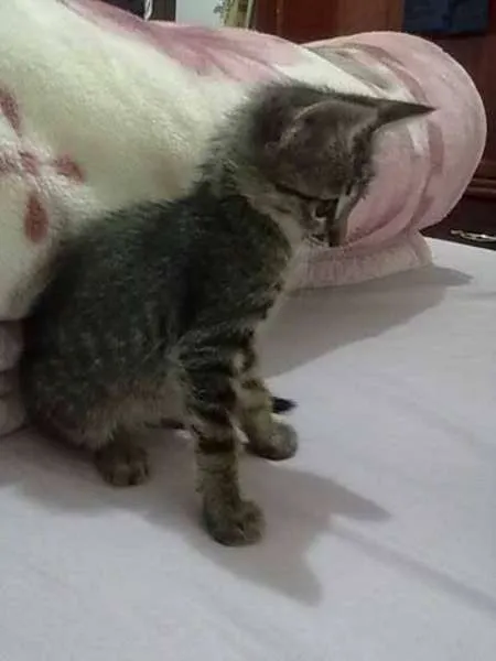 Gato ra a Pixie-bob idade 2 a 6 meses nome tigrão