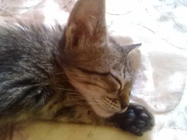 Gato ra a Pixie-bob idade 2 a 6 meses nome tigrão