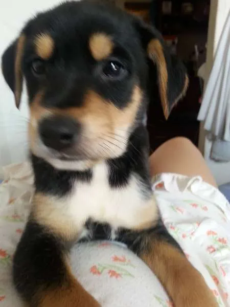 Cachorro ra a SRD idade 2 a 6 meses nome Bryan