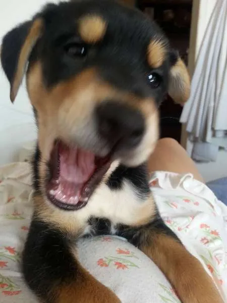 Cachorro ra a SRD idade 2 a 6 meses nome Bryan