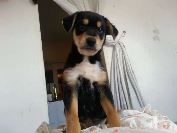 Cachorro ra a SRD idade 2 a 6 meses nome Bryan