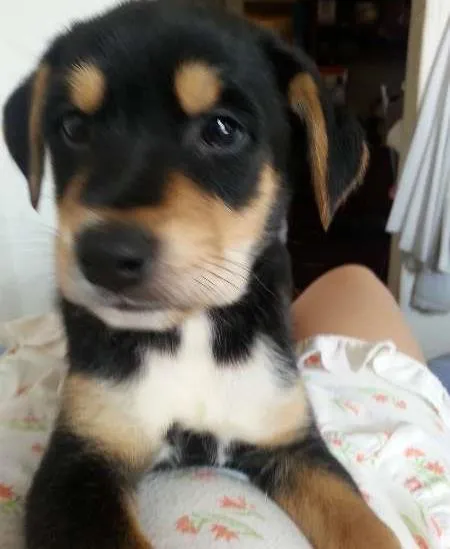 Cachorro ra a SRD idade 2 a 6 meses nome Bryan