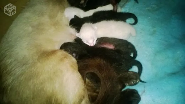 Gato ra a SRD idade Abaixo de 2 meses nome Sem Nome
