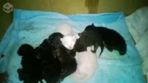 Gato raça SRD idade Abaixo de 2 meses nome Sem Nome