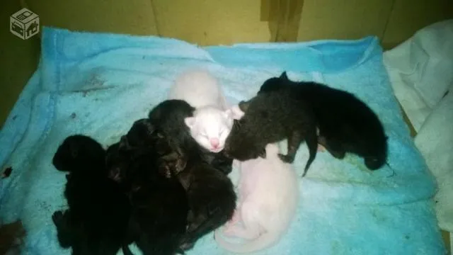 Gato ra a SRD idade Abaixo de 2 meses nome Sem Nome