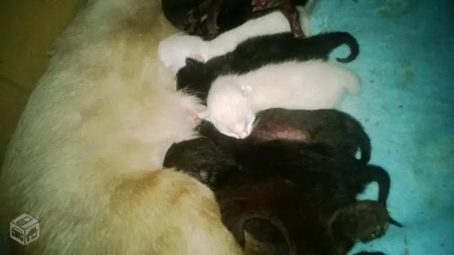 Gato ra a SRD idade Abaixo de 2 meses nome Sem Nome