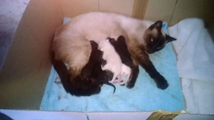 Gato ra a Siamês idade 3 anos nome Rainha