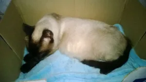 Gato raça Siamês idade 3 anos nome Rainha