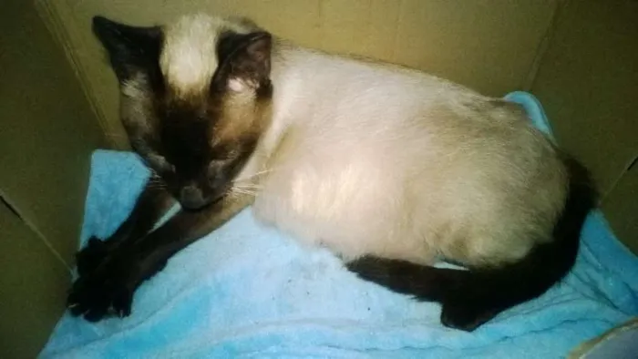 Gato ra a Siamês idade 3 anos nome Rainha