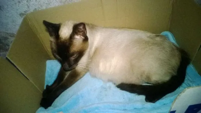 Gato ra a Siamês idade 3 anos nome Rainha