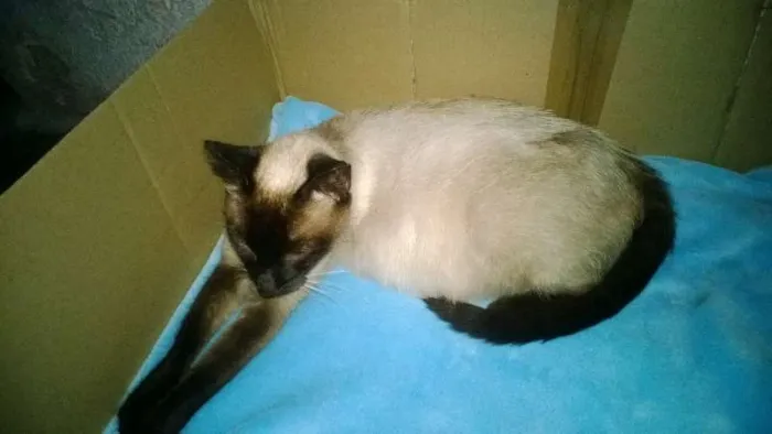 Gato ra a Siamês idade 3 anos nome Rainha