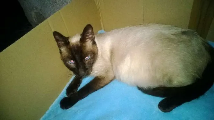 Gato ra a Siamês idade 3 anos nome Rainha