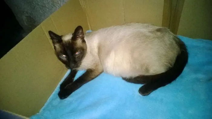 Gato ra a Siamês idade 3 anos nome Rainha