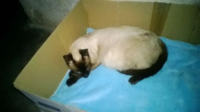 Gato ra a Siamês idade 3 anos nome Rainha