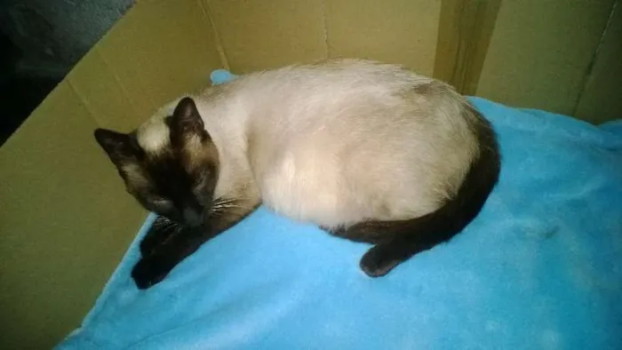 Gato ra a Siamês idade 3 anos nome Rainha