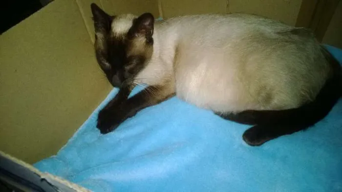 Gato ra a Siamês idade 3 anos nome Rainha