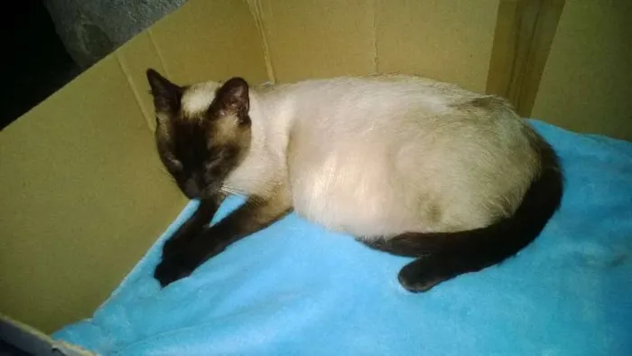 Gato ra a Siamês idade 3 anos nome Rainha