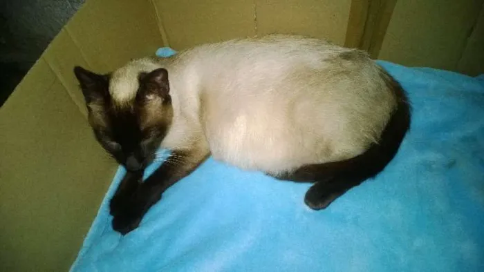 Gato ra a Siamês idade 3 anos nome Rainha