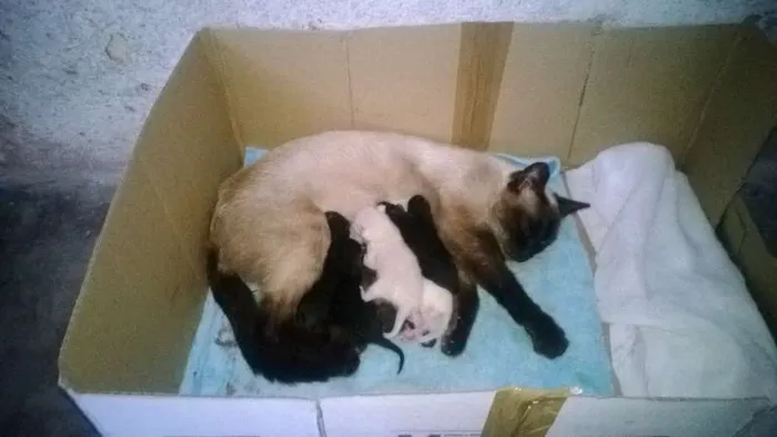 Gato ra a Siamês idade 3 anos nome Rainha