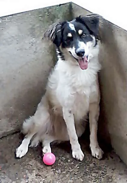 Cachorro ra a SRD idade 2 anos nome SASHA