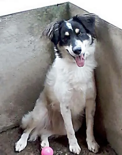 Cachorro ra a SRD idade 2 anos nome SASHA