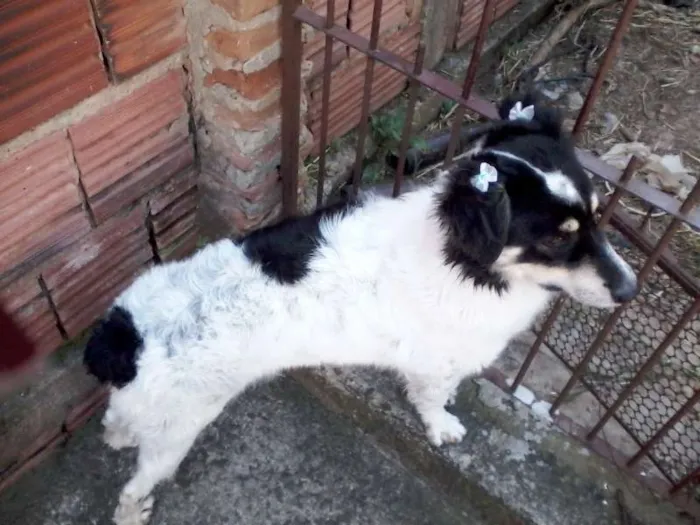 Cachorro ra a SRD idade 2 anos nome SASHA