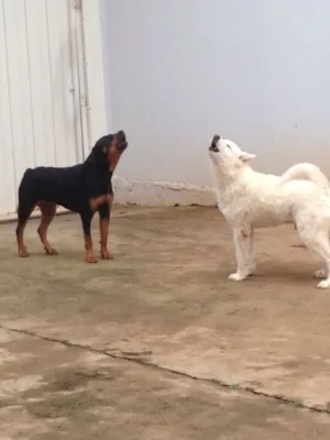 Cachorro raça Rottweiler e samoieda  idade 3 anos nome Aika e Bob 